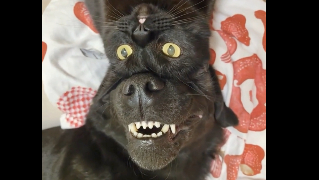 这只猫 是流浪狗
