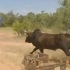 澳洲牛仔是怎么抓牛的