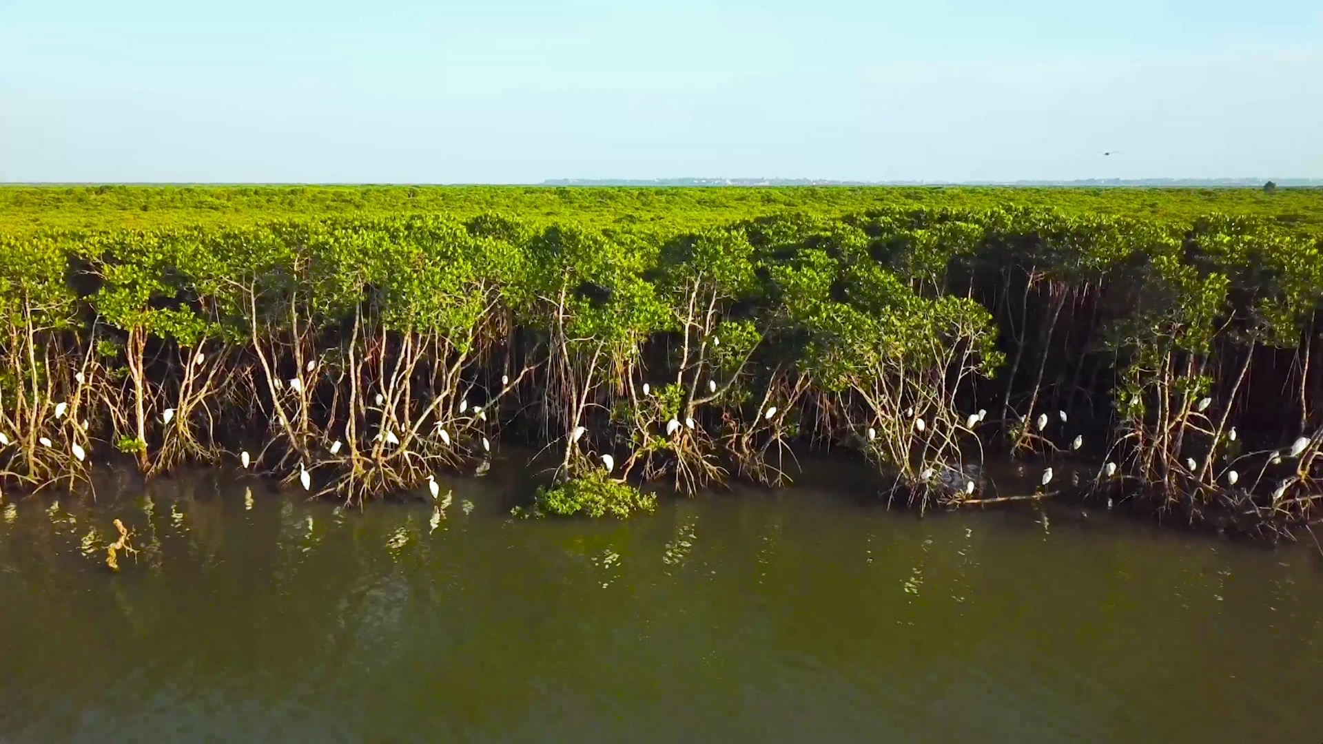 红树林与它的居民们