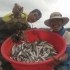 小池和同学下渔网抓一堆鱼，装起来满满一大盆，还抓好几只大青蟹