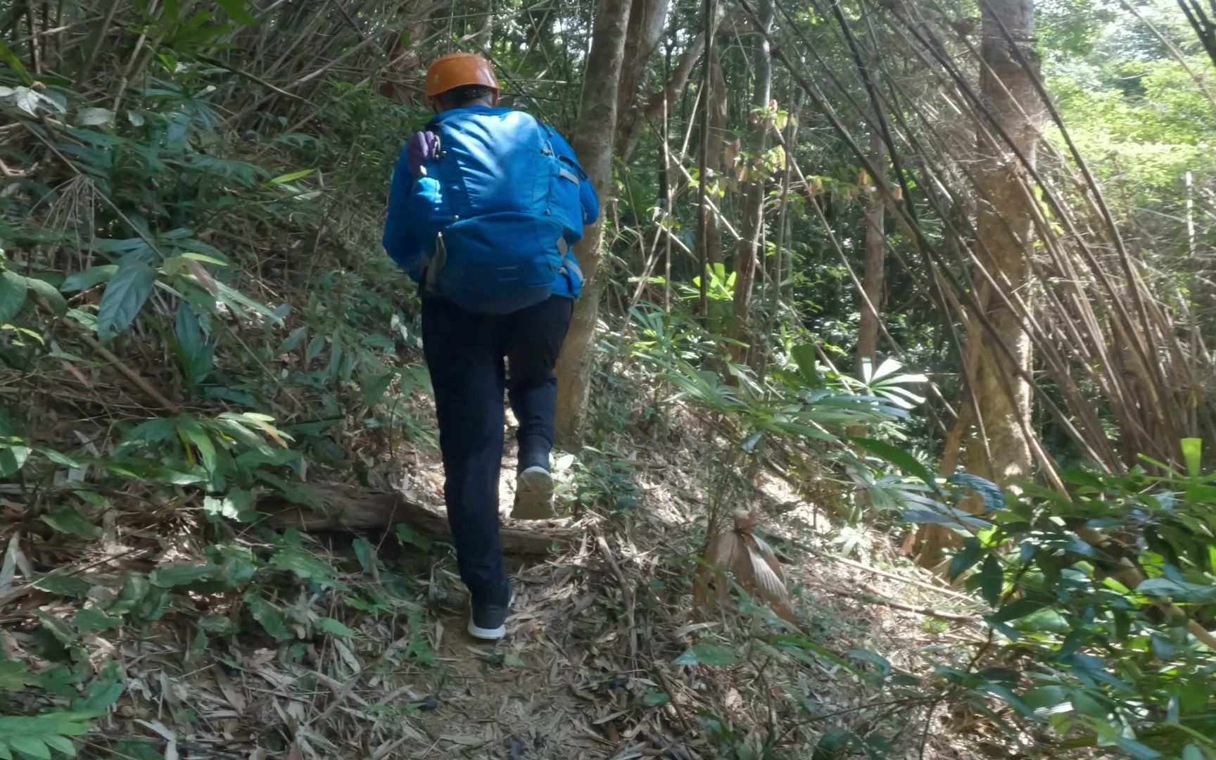 登顶海南第一山脉五指山二峰 1867米几乎全程野路
