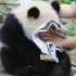 熊猫宝宝被母欺，委屈抱头低声泣