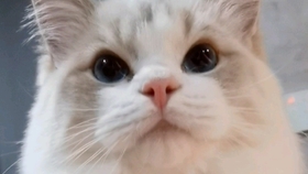2084101a636756a8b8cdaf7587ecc916a3af21b6.jpg@280w_158h_1c_100q.jpg