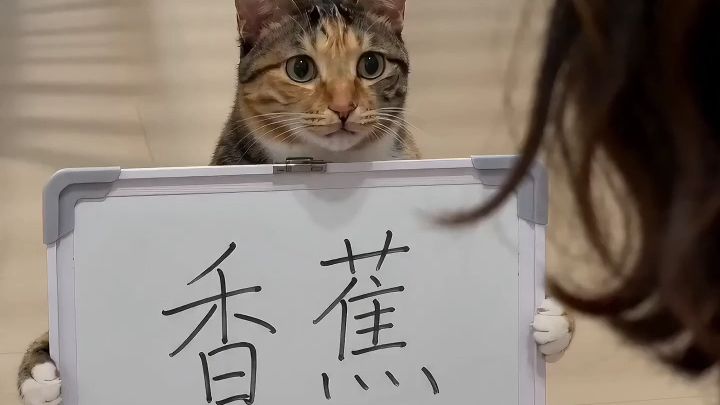 我时常因为太过正常而与你们格格不入