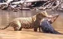 罕见！美洲豹试图捕食黑凯门鳄结果失败