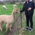 【喂羊驼（草泥马）新西兰Vlog03】羊驼为什么喷人，可爱的小羊驼，真的很温顺