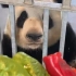 大熊猫毛笋试吃生菜甜椒葡萄完整版！