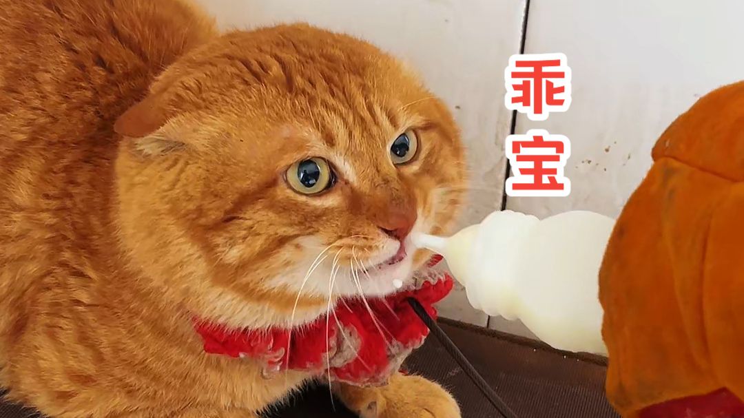 大橘哥122-谁还不是个宝宝了