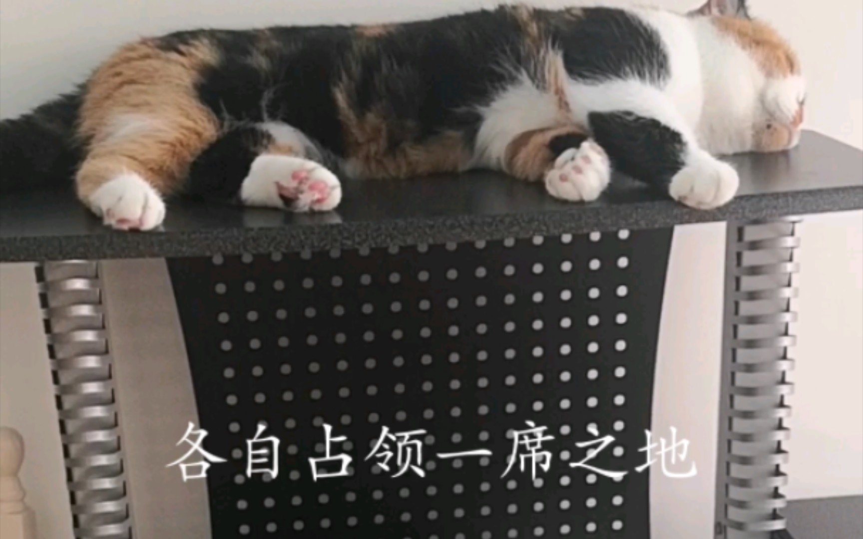 可爱猫咪的日常哔哩哔哩bilibili 8500