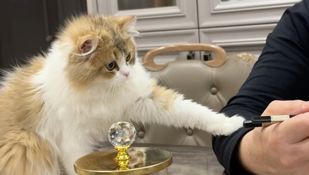 小猫想要小猫得到