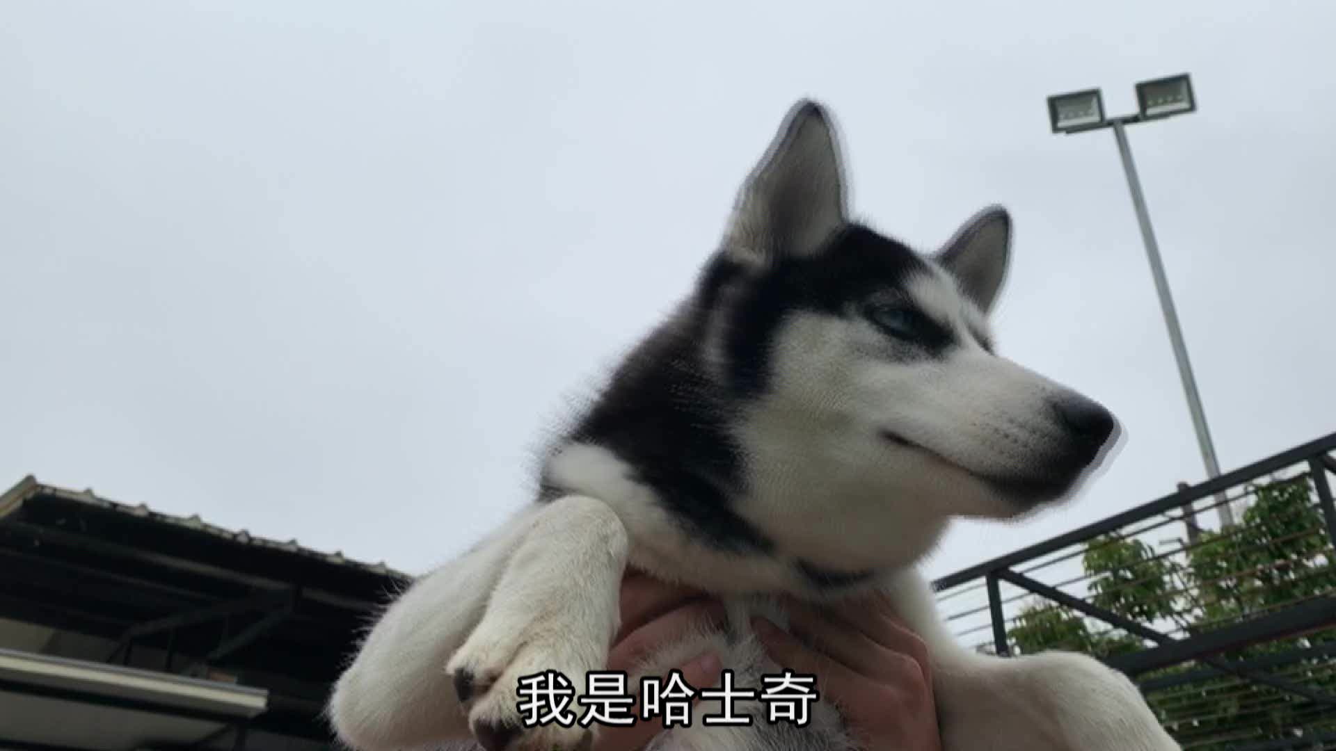 听说哈士奇是一种超级记仇的生物