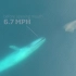 【蓝鲸】稀有蓝鲸捕食画面Rare images of blue whale feeding behavior