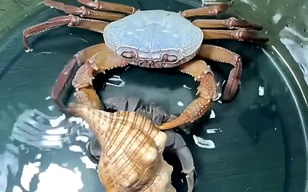 螃蟹vs寄居蟹，谁更厉害？