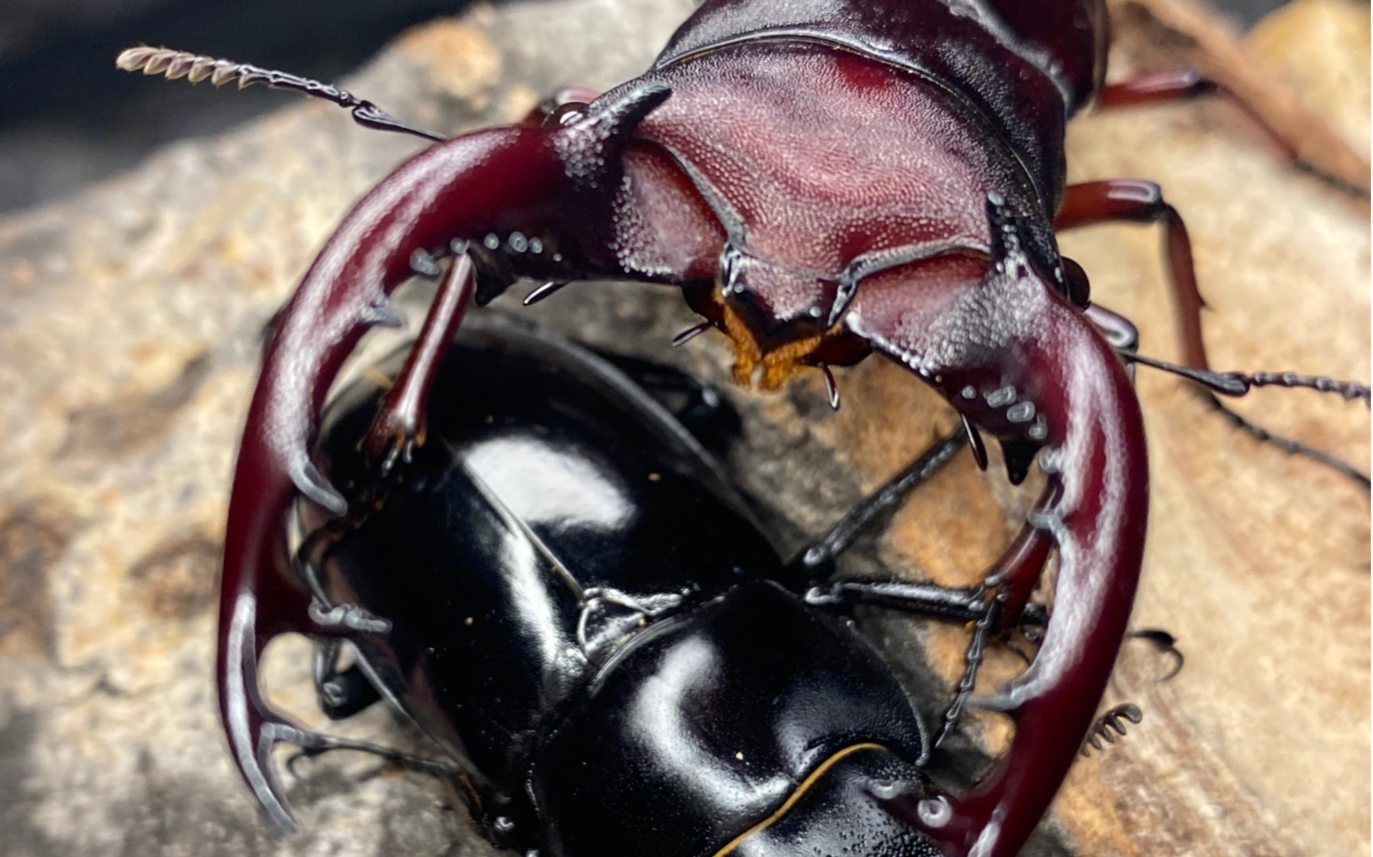  beetle beetle 