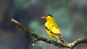 20ef82cf1d0ab6fde182a78c50deda7a0d83236f.jpg@280w_158h_1c_100q.jpg