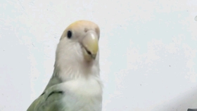 210ab80ea4e3e9a06f7126ca8fb082fd9728abe6.jpg@280w_158h_1c_100q.jpg