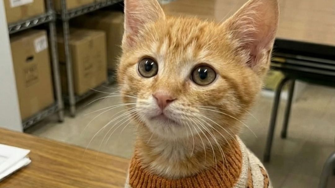 小猫Mugi是怎么入职便利店的？