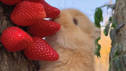 小兔子吃草莓的声音好馋人