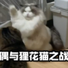 布偶与狸花猫之战