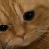 吸猫猫以令小孩这么天才的育儿方式到底是谁想出来的