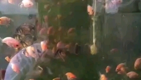 21379c5e06e7b0e2fe7896195ae2ab26a3a905d2.jpg@280w_158h_1c_100q.jpg