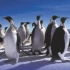 【IMAX】《南极洲》Antarctica (1991)
