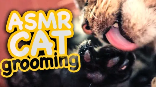 【ASMR正经猫片】CatCloseUps 猫咪舔毛