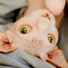 无毛猫—在卧室里的玩耍