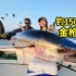 挑战150斤巨型金枪鱼，极限6人轮番拉线，切生鱼片鲜味生猛