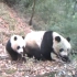 甘肃白水江：红外相机捕捉到野生大熊猫母子活动画面