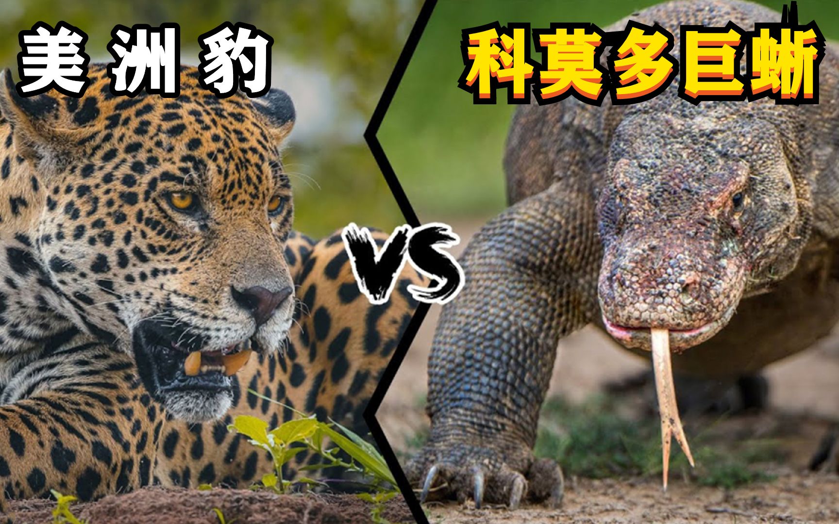 美洲豹vs科莫多巨蜥，如果这两种野兽正面硬肛，谁会笑到最后？