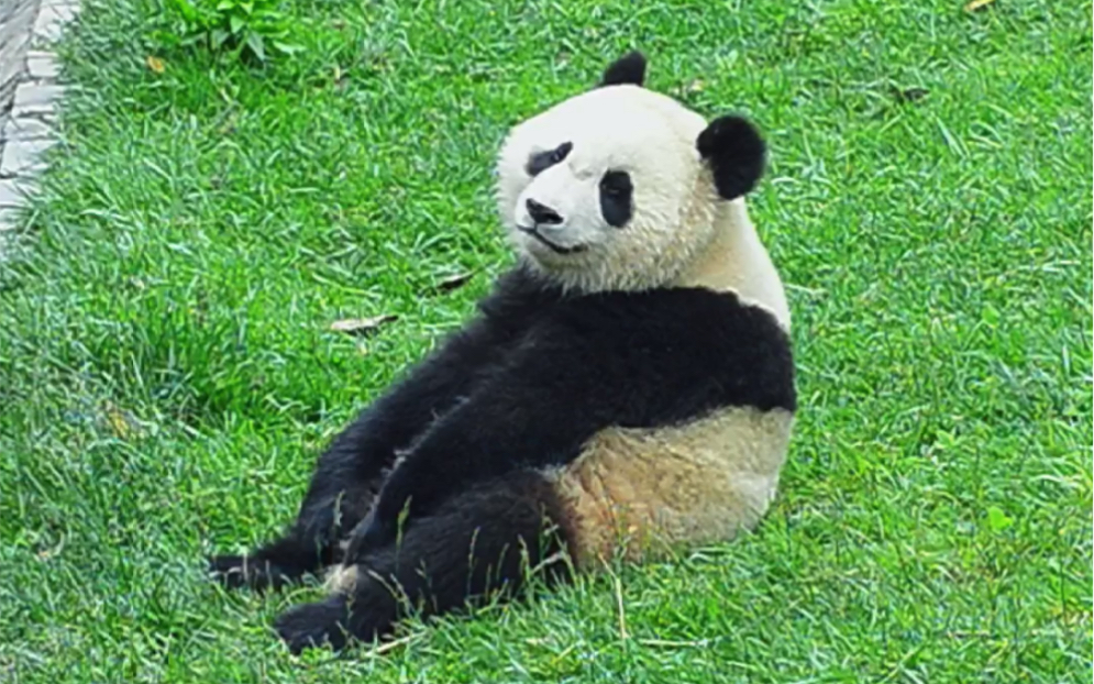 祝大熊猫山竹越长越胖！