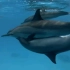 海豚的交配--为了快感还是繁衍？