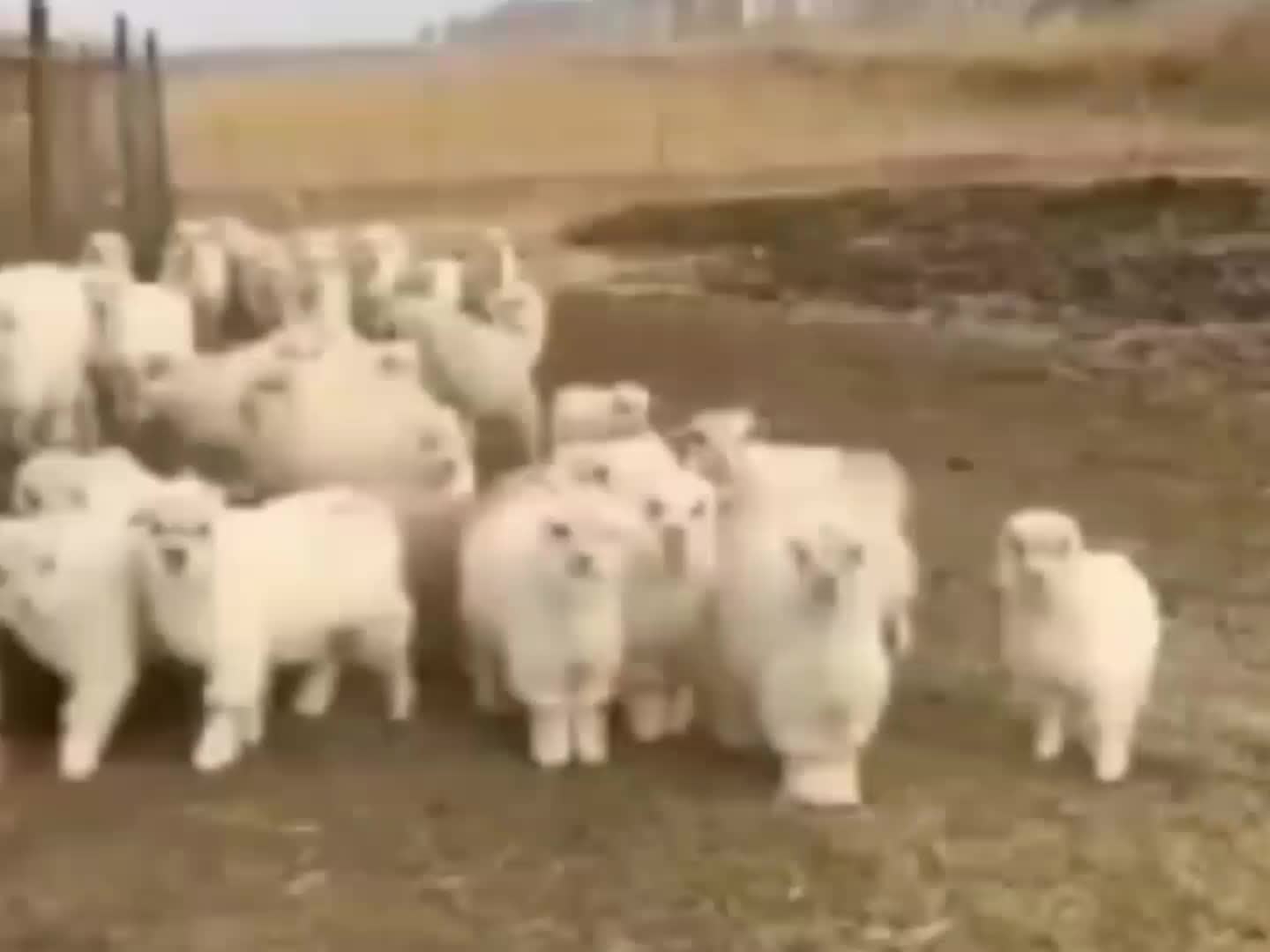 当羊儿以为你是领头羊时！