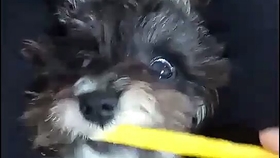 219210913db39b57fd6e54e773f0c797f0356794.jpg@280w_158h_1c_100q.jpg