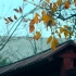 【4k素材】秋天红叶老屋屋檐树叶飘动实拍，Vlog/微电影/文艺必备素材！！