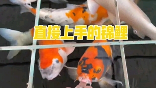 鱼多久喂一次鱼食 219cfe452913b42d02891b714f78e091cb17a900.jpg@310w_174h_1c_100q.jpg