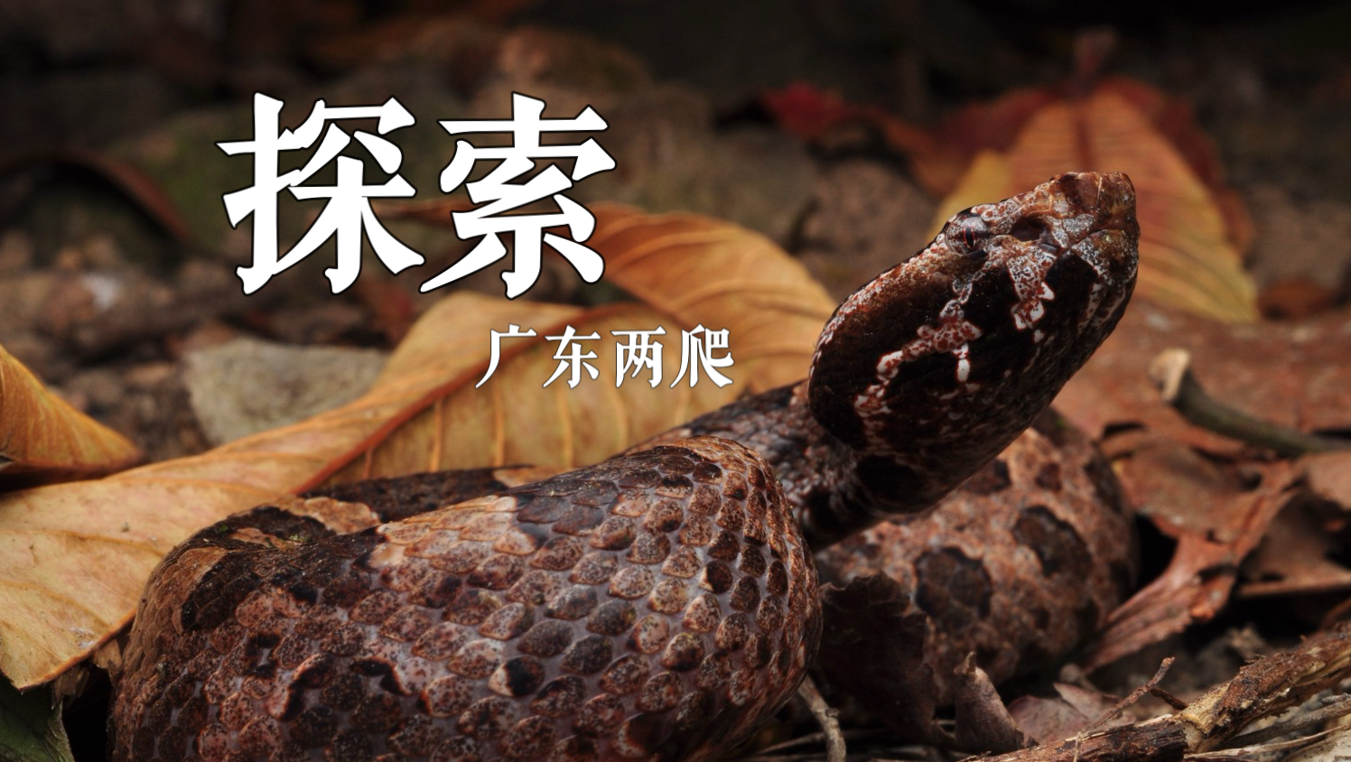 探索珠三角的山野 早春出没的动物还真不少！每一步都有意外收获