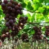 葡萄种植 葡萄的种植技术 全套技术教学