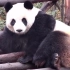 【大熊猫】专业模特的素养，一个口令，眼神动作立马到位
