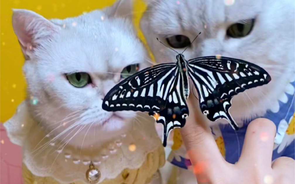 和猫咪一起孵化蝴蝶！