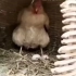 鸡：想拿走我的蛋，那就得看你有没有这实力了！