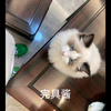 完具酱