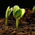 用高速摄像机观察植物生长的一生