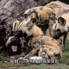 异豺——犬科中的异军突起