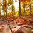 【8K】情意浓浓 秋景枫红——探寻美国新英格兰最美的秋天
