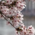 樱花原产北半球温带环喜马拉雅山地区，在世界各地都有生长，主要在日本国生长。