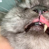 猫嗜酸性肉芽肿