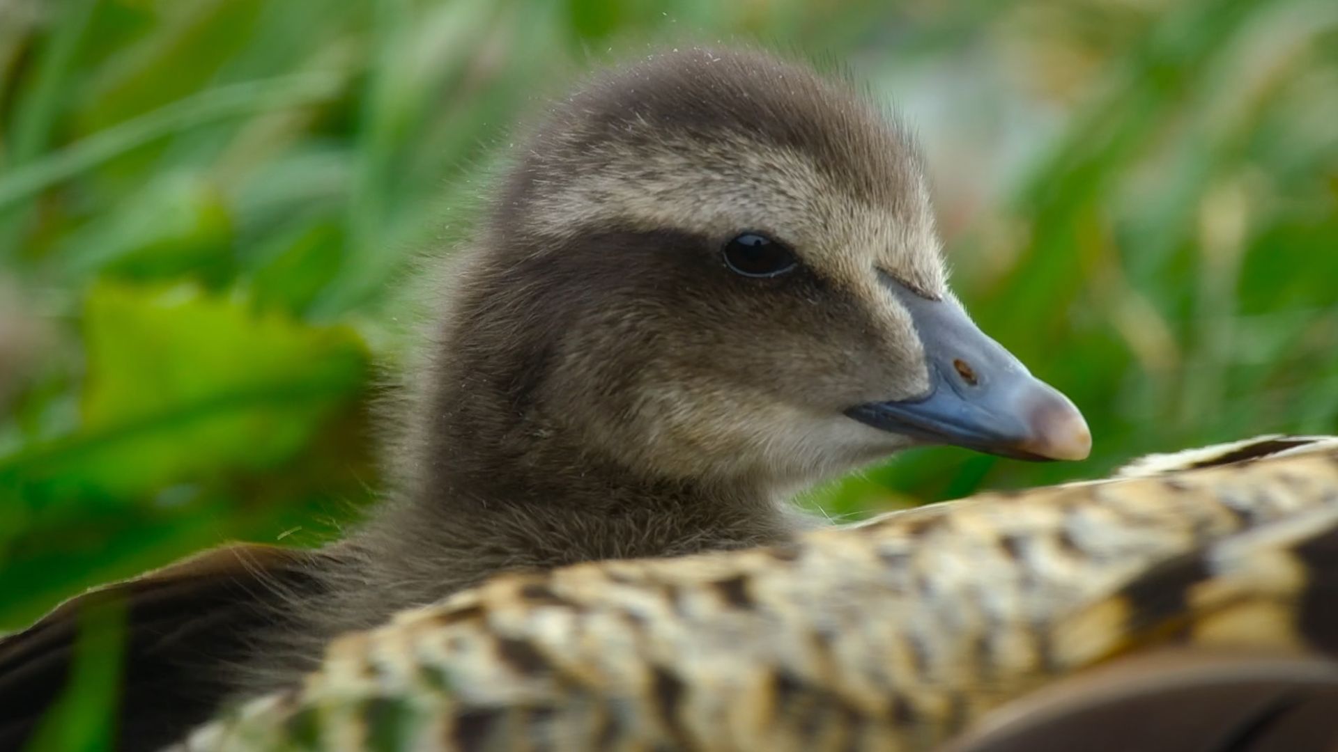 生 命 自 会 找 到 出 路