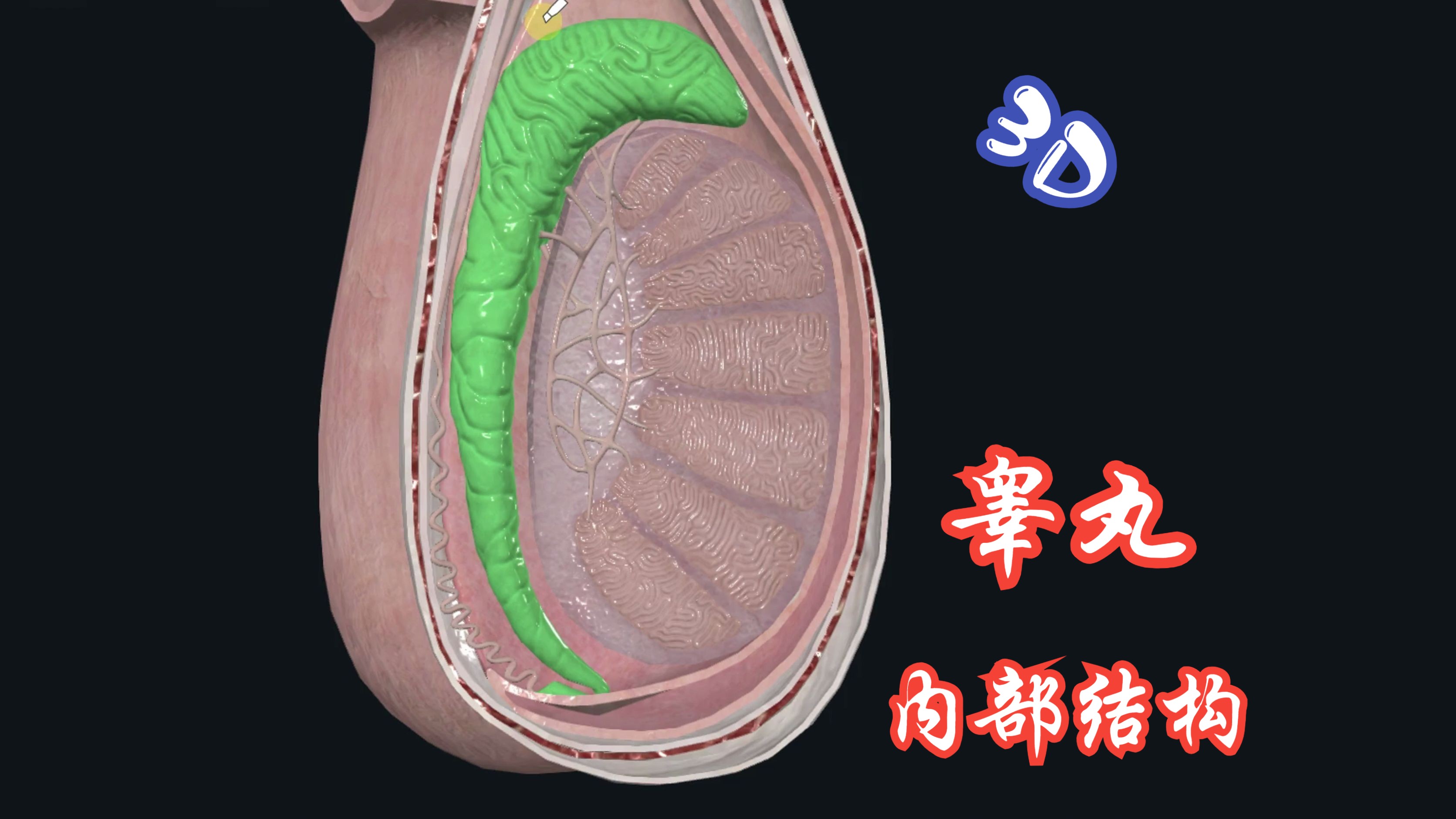 睾丸内部结构